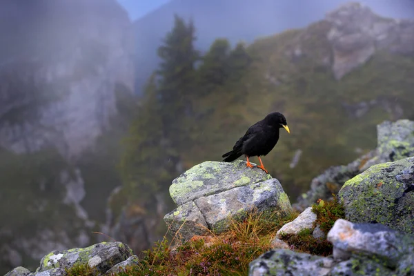 Bird Rock Habitat Alpine Chough Pyrrhocorax Graculus Black Bird Sitting — Stock Photo, Image