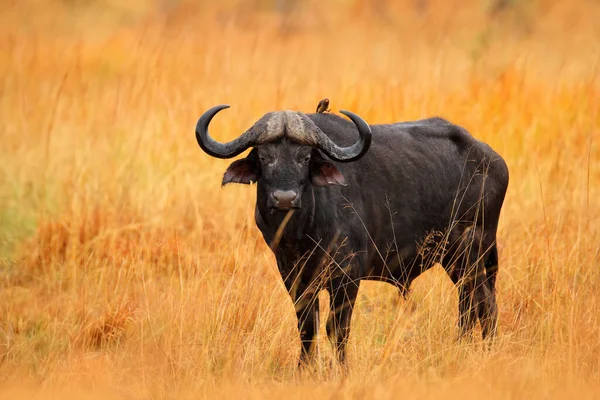 アフリカのバッファロー シンセラスのカフェ 黄色の草でサバンナに立って モレミ オカバンゴデルタ ボツワナ アフリカの自然からの野生動物のシーン 生息地の大きな動物 アフリカにおける危険動物 — ストック写真