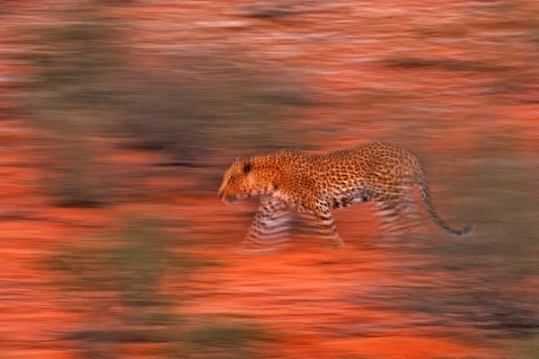 Photo Artistique Léopard Afrique Panthera Pardus Exprimant Mouvement Par Des — Photo