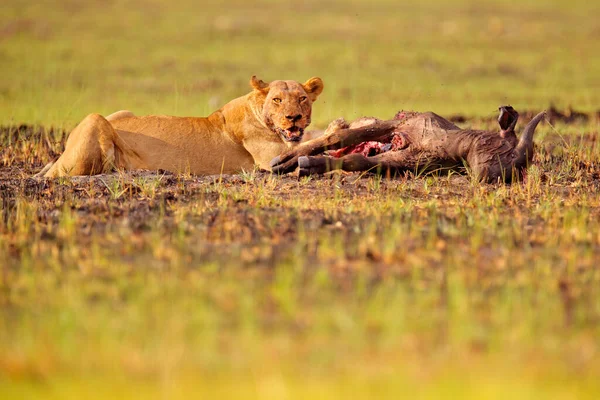 Oroszlán Megöli Bölényt Véres Részlet Természetből Okavango Delta Botswana Afrikában — Stock Fotó