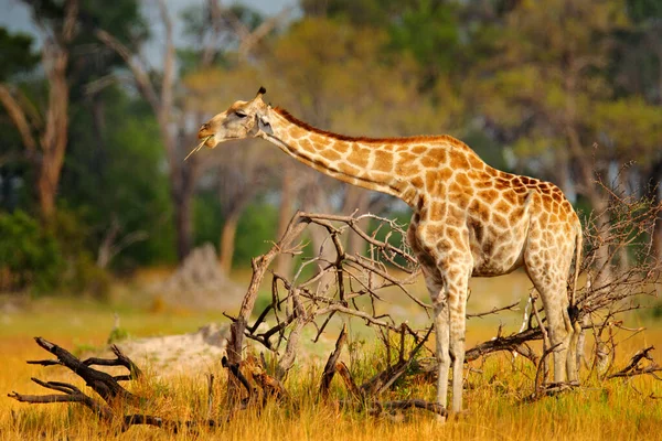 Girafe Forêt Avec Grands Arbres Lumière Soir Coucher Soleil Silhouette — Photo