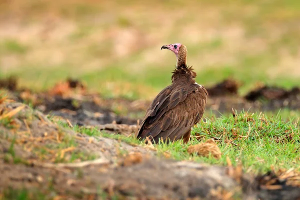 Buitre Encapuchado Necrosyrtes Monachus Detalle Retrato Cabeza Pájaro Sentado Rama — Foto de Stock