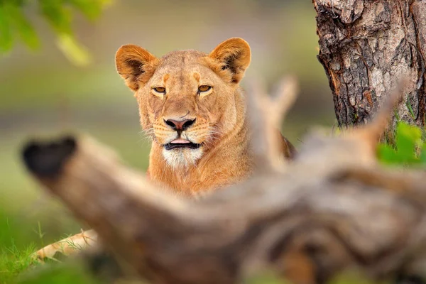 狮子在非洲的奥卡万戈三角洲捕杀水牛 那是大自然的血腥细节 非洲的大猫 有捕获的尸体和苍蝇在肉上 人脸肖像与杀戮 野生动物场景与自然 — 图库照片