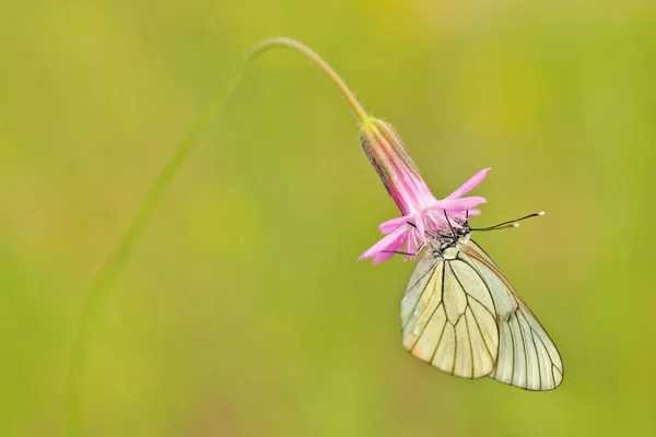 Aporia Crataegi Black Veined White Butterfly Wild Orchid Bulgaria Orchis — Stock Photo, Image