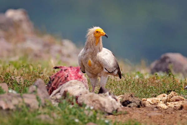 Egyptský Sup Neophron Percnopterus Velký Dravec Sedící Kameni Přírodním Prostředí — Stock fotografie