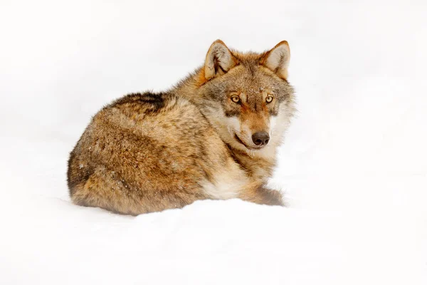 Wolf Besneeuwde Rots Berg Europa Winter Wildlife Scene Uit Natuur — Stockfoto