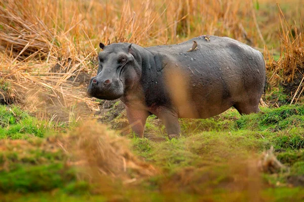 Ιπποπόταμος Κρυμμένος Στο Γρασίδι Υγρή Πράσινη Εποχή Αφρικανικός Ιπποπόταμος Hippopotamus — Φωτογραφία Αρχείου