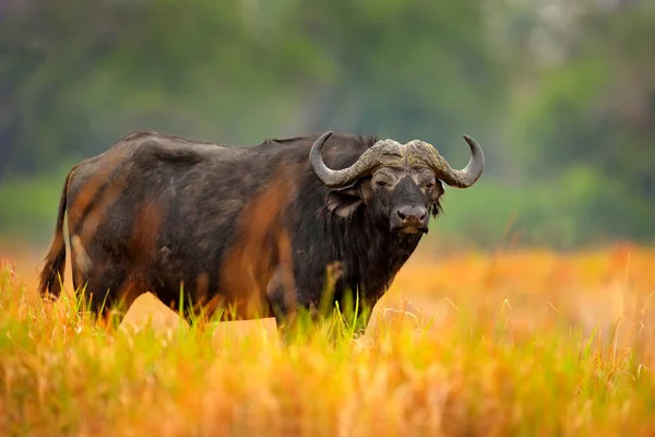 Zambia Wilde Dieren Buffalo Cyncerus Cafer Staande Savanne Met Geel — Stockfoto