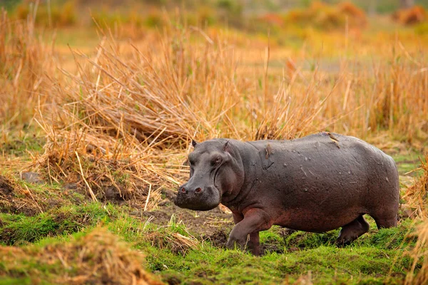 Hippo hidden in the grass, wet green season. African Hippopotamus, Hippopotamus amphibius capensis, , Okavango delta, Moremi, Botswana. Dangerous big animal in the water. Wildlife scene from nature.