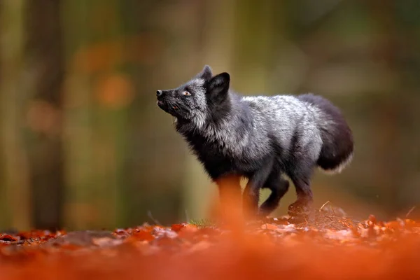 Black silver fox, rare form. Dark red fox playing in autumn forest. Wildlife scene from wild nature. Funny image from Russia. Cute mammal with black and white tail.