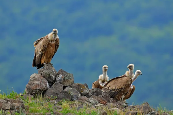 Griffon Vulture Gyps Fulvus Velcí Draví Ptáci Sedící Skalnaté Hoře — Stock fotografie