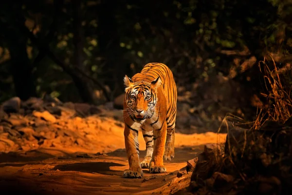 Tygrys Indyjski Dzikie Zwierzę Środowisku Naturalnym Ranthambore Indie Wielki Kot — Zdjęcie stockowe