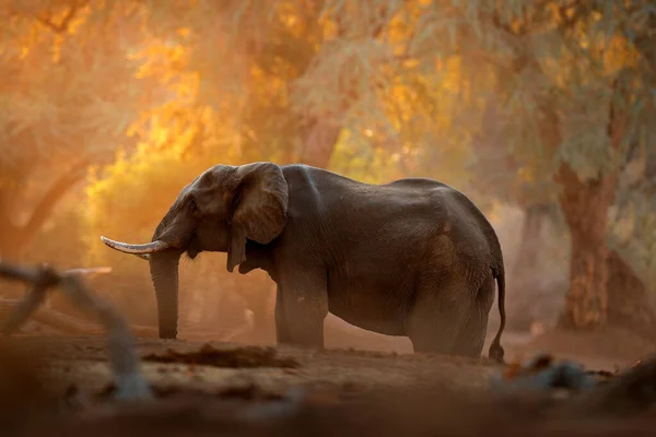 Slon Mana Pools Zimbabwe Africe Velké Zvíře Starém Lese Večerní — Stock fotografie