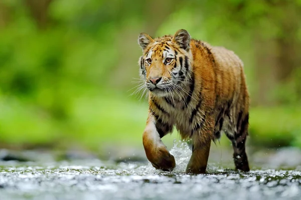 Suda Koşan Bir Kaplan Tehlikeli Bir Hayvan Rusya Tajga Orman — Stok fotoğraf