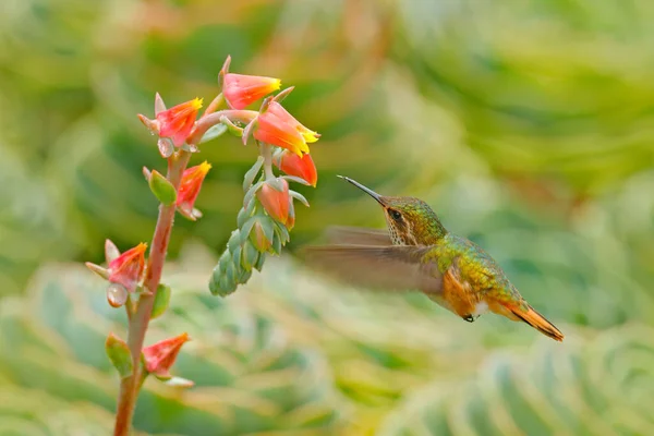 Colibri Fleurs Fleuries Colibri Scintillant Selasphorus Scintilla Petit Oiseau Dans — Photo