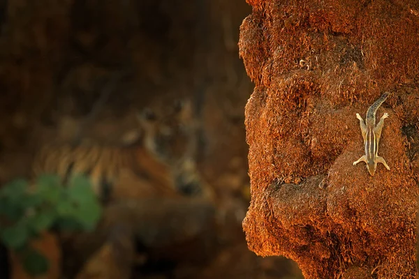 Csíkos Mókus Ranthambore Ban Andiában Ázsiában Északi Tenyérmókus Funambulus Pennantii — Stock Fotó