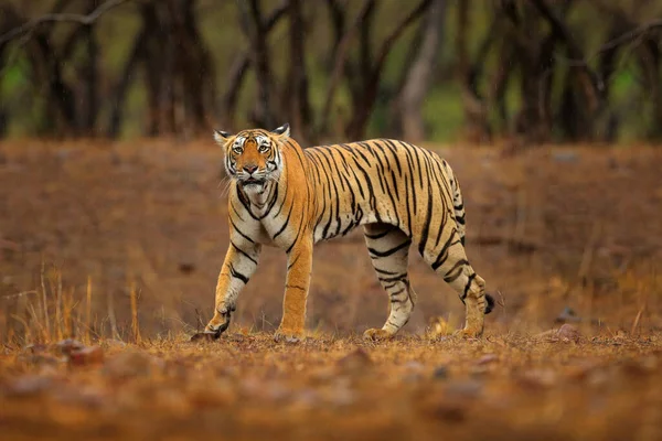 Индийский Тигр Дикое Животное Естественной Среде Обитания Ranthambore Индия Большой — стоковое фото