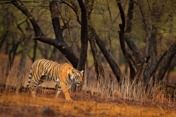 Индийский Тигр Дикое Животное Естественной Среде Обитания Ranthambore Индия Большой — стоковое фото