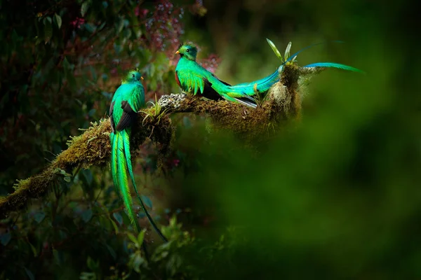 Quetzal Pharomachrus Mocinno Natureza Costa Rica Com Floresta Flores Rosa — Fotografia de Stock