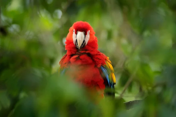 Röd Papegoja Scarlet Macaw Ara Macao Fågel Som Sitter Grenen — Stockfoto