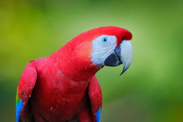 Röd Papegoja Närbild Porträtt Porträtt Den Stora Papegojan Scarlet Macaw — Stockfoto