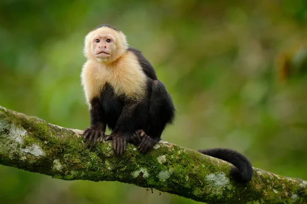 Costa Rica Wilde Aap Witte Kapucijner Zwarte Aap Zit Schud — Stockfoto