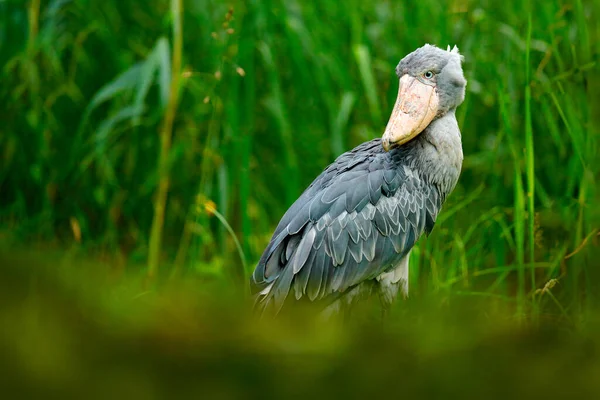 緑の植生に隠されたShoebill Balaeniceps Rex ウガンダの大きな鳥の肖像画 アフリカでバードウォッチング — ストック写真