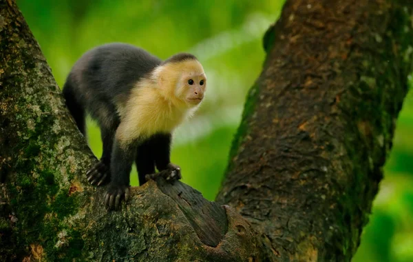 Macaco Trópico Capuchinho Cabeça Branca Macaco Negro Sentado Galho Árvore — Fotografia de Stock