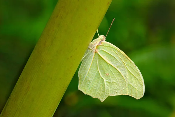 White Angled Sulphur Anteos Clorinde Witte Groene Vlinder Plant Natuur — Stockfoto