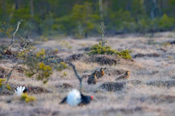 Çam Ağacında Siyah Orman Tavuğu Güzel Kuş Grouse Tetrao Tetrix — Stok fotoğraf