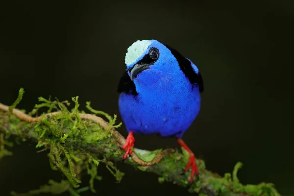 Roodpoot Honingkruiper Cyanerpes Cyaneus Exotische Tropische Blauwe Vogel Met Rode — Stockfoto
