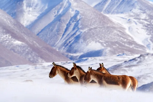 Kiang Equus Kiang Größter Der Wildesel Winterlicher Gebirgszug Tso Kar — Stockfoto