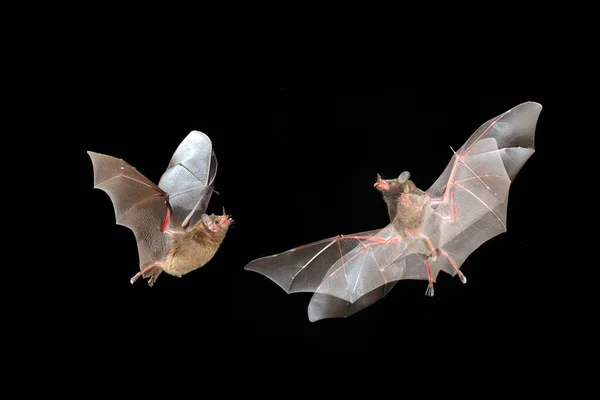 橙色花蜜蝙蝠飞 龙舌兰 在漆黑的夜晚飞行蝙蝠 夜行动物在黑暗的森林中飞行 来自热带自然的野生动物行动场景 哥斯达黎加 动物行为 — 图库照片