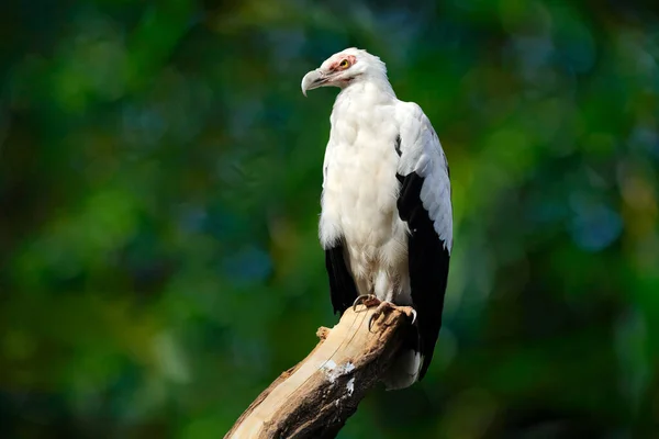 Buitre Nuez Palma Gypohierax Angolensis Pez Vulturino Águila Grandes Aves — Foto de Stock