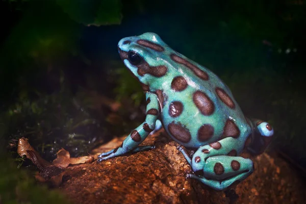 Dendrobates Auratus Microspot Природному Середовищі Існування Green Black Poison Dart — стокове фото