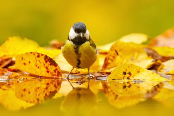 Autumn Wildlife Great Tit Parus Major Black Yellow Songbird Sitting — Foto de Stock