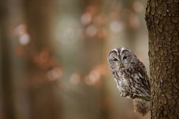 Tawny Bagoly Elrejtve Őszi Erdőben Fatörzsön Sötét Erdő Élőhelyén Gyönyörű — Stock Fotó