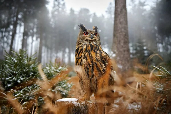 Gufo Nella Foresta Gufo Reale Eurasiatico Con Neve Legno Durante — Foto Stock