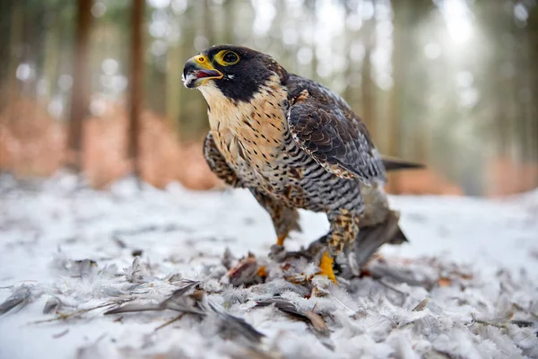 Peregrine Falcon, bird of prey sitting in the snow with catch during winter with snow, Germany. Falcon witch killed dove. Wildlife scene from snowy nature.