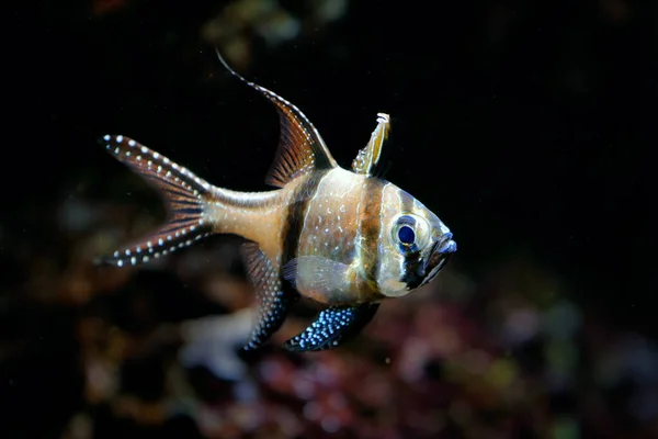 Pterapogon Kauderni Peixe Cardeal Banggai Água Oceano Escuro Peixe Marinho — Fotografia de Stock