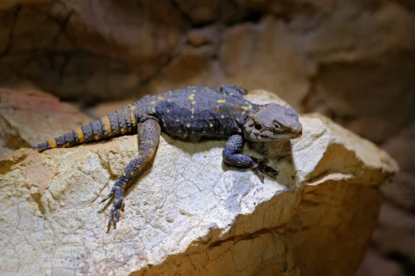 Stellagama Stellio Picea Orange Benekli Agama Doğal Ortamdaki Taşın Üzerindeki — Stok fotoğraf