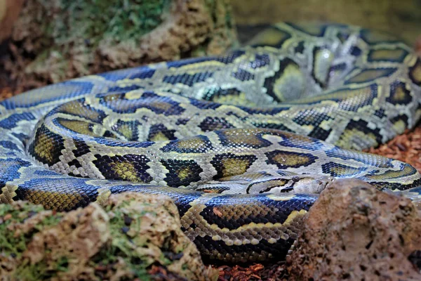 Birmanya Pitonu Python Bivittatus Nehir Habitatı Yakınlarındaki Taş Doğadan Vahşi — Stok fotoğraf