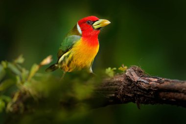 Ormanda tropik barbet. Kızıl saçlı Barbet, Vera Blanca, Kosta Rika, egzotik gri ve kırmızı dağ kuşu, vahşi yaşam sahnesi. Güney Amerika 'da kuş gözlemciliği. Tropikal ormandan güzel bir kuş.