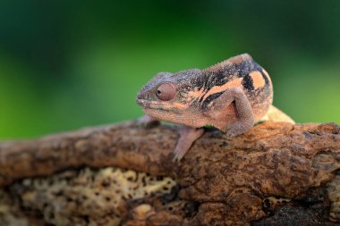 Furcifer Pardalis, Panther bukalemunu orman habitatındaki dalda oturuyor. Madagaskar 'dan gelen uzun kuyruklu egzotik, yeşil sürüngen. Doğadan vahşi yaşam sahnesi. Bukalemunun Dişi.