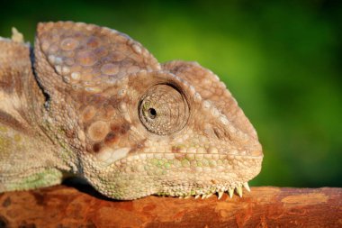 Furcifer Pardalis, Panther bukalemunu orman habitatındaki dalda oturuyor. Madagaskar 'dan gelen uzun kuyruklu egzotik, yeşil sürüngen. Doğadan vahşi yaşam sahnesi. Bukalemunun Dişi.