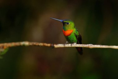 Heliodoxa aurescens, Goulds Mücevherat, karanlık tropik ormandaki dalda oturan yeşil turuncu sinekkuşu. Sumaco Napo-Galeras Ulusal Parkı, Ekvador. Doğadaki teneke kuş..