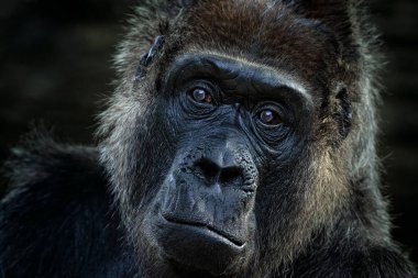 Batı ova gorilleri, güzel gözleri olan detaylı kafa portresi. Gabon, Afrika 'daki vahşi siyah maymunun yakın plan fotoğrafı. Doğadan vahşi yaşam sahnesi. Yeşil bitki örtüsündeki memeli..