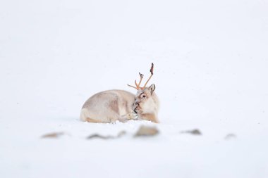 Vahşi ren geyikleri, Rangifer tarandus, karda büyük boynuzları olan, Svalbard, Norveç. Svalbard ren geyiği, doğadan vahşi yaşam sahnesi, Actic 'te kış. Ren geyikleriyle kış manzarası. 