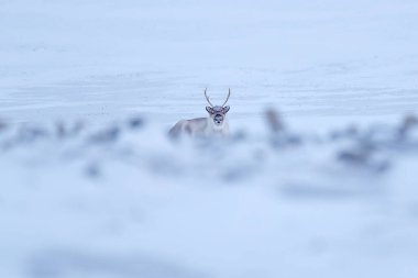 Vahşi ren geyikleri, Rangifer tarandus, karda büyük boynuzları olan, Svalbard, Norveç. Svalbard ren geyiği, doğadan vahşi yaşam sahnesi, Actic 'te kış. Ren geyikleriyle kış manzarası. 