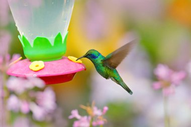 Feeder with hummingbird. Tropic wildlife. Hummingbirds with orange flower. Two green birds Green Violet-ear, Colibri thalassinus, flying next to beautiful yellow flower, Savegre, Costa Rica.  clipart